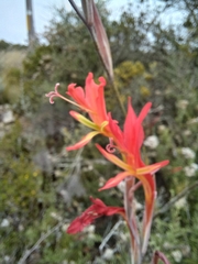 Gladiolus vandermerwei