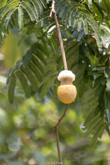 Parkia speciosa