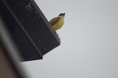 Pitangus sulphuratus