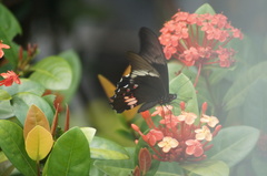 Heraclides anchisiades