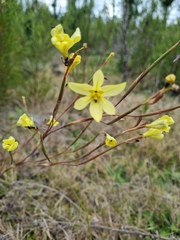 Moraea lewisiae