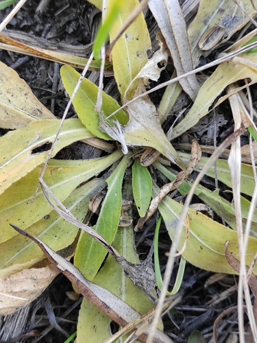 Viola gmeliniana, photograph 1