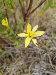Moraea lewisiae