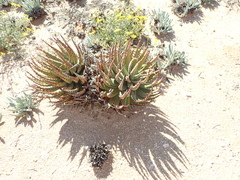 Aloe melanacantha
