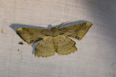 Krananda latimarginaria