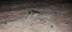 Hoplobatrachus crassus
