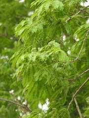 Enterolobium contortisiliquum