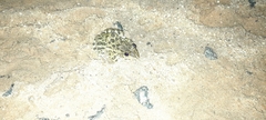 Hoplobatrachus crassus