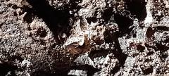 Hoplobatrachus crassus