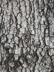 Enterolobium contortisiliquum