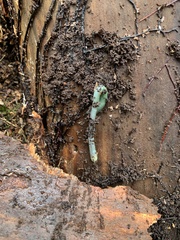 Aporrectodea smaragdina