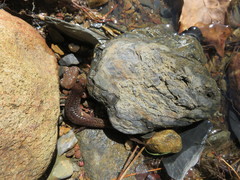 Desmognathus brimleyorum