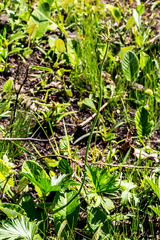 Pelargonium schlechteri