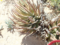 Aloe melanacantha