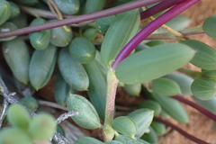 Senecio abbreviatus