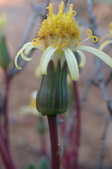 Senecio abbreviatus