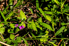 Polygala macowaniana