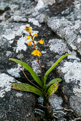 Polystachya pubescens