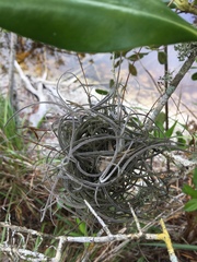 Tillandsia recurvata image