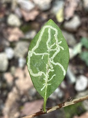 Phytomyza aprilina
