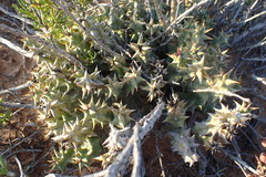 Quaqua mammillaris