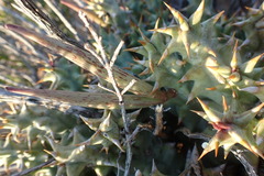 Quaqua mammillaris