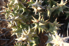 Quaqua mammillaris