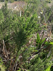 Cliffortia strobilifera