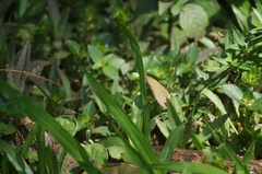 Cissia phronius