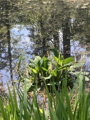 Orontium aquaticum