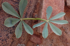 Oxalis flava