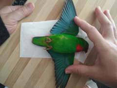 Blue-Crowned Hanging-Parrot photo 3