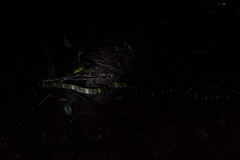 Boiga cynodon