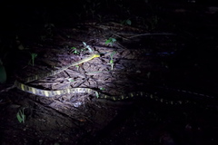 Boiga cynodon