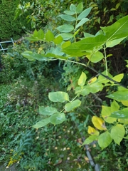 Magnoliopsida