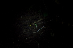 Boiga cynodon