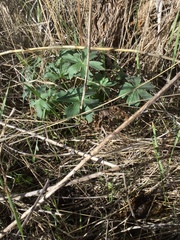 Geranium viscosissimum