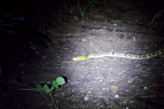 Boiga cynodon