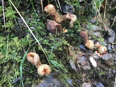 Calostoma ravenelii ravenelii