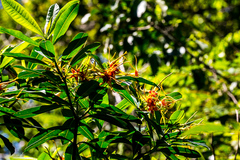 Strophanthus speciosus