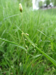 Holosteum umbellatum