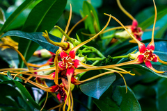 Strophanthus speciosus