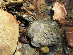 Desmognathus brimleyorum