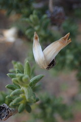 Pteronia ciliata