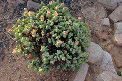 Braunsia