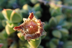 Braunsia