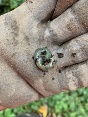 Aporrectodea smaragdina