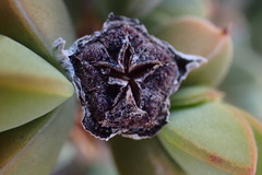 Braunsia