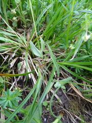 Holosteum umbellatum