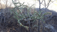 Opuntia pumila